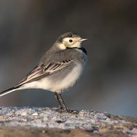 Pied Wagtail 